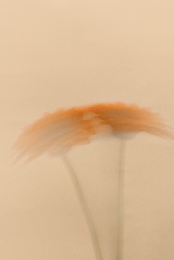 Motion Blur of Daisy Flowers